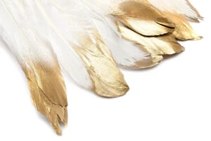 Fjädrar med guldaccent, Vit 15-18cm långa, 5st